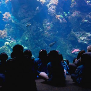 Sport og friluftsliv