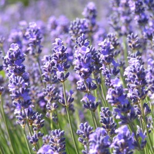 Sport og friluftsliv