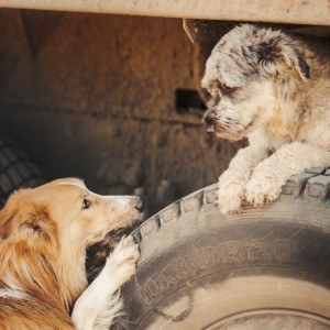 Sport og friluftsliv